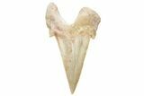 Fossil Shark Tooth (Otodus) - Morocco #226896-1